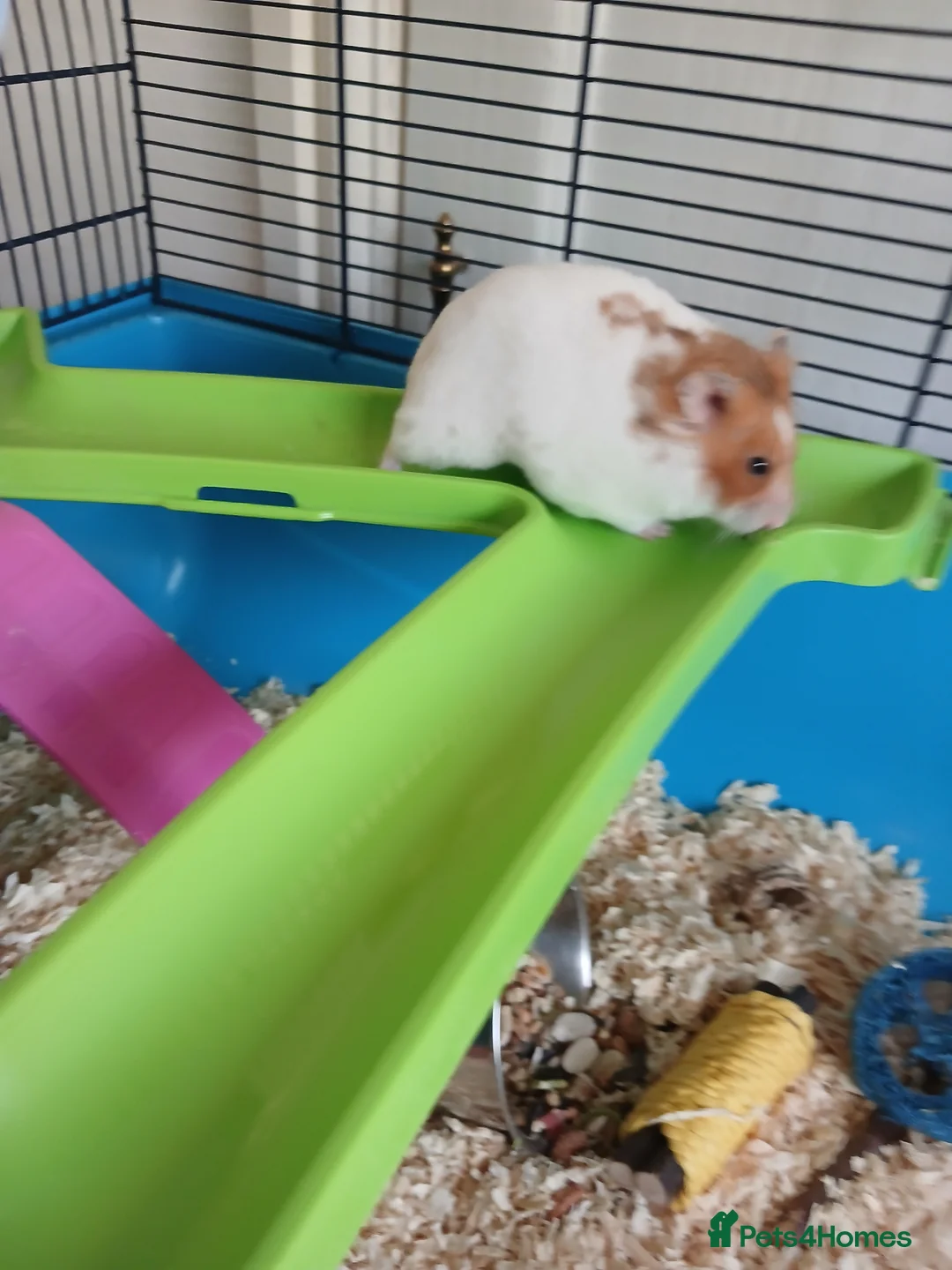 Hamster rodents for sale: Hamster with cage in Basingstoke - Advert 1
