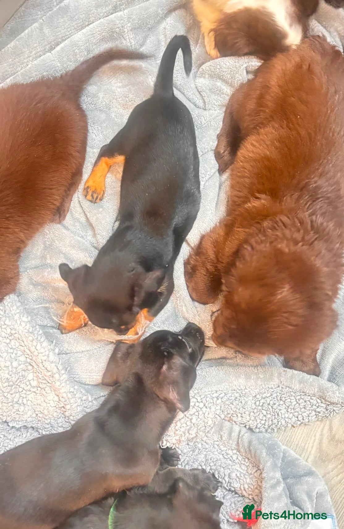 Mixed Breed dogs Gorgeous mixed litter girls and boys ready now! - Advert 2