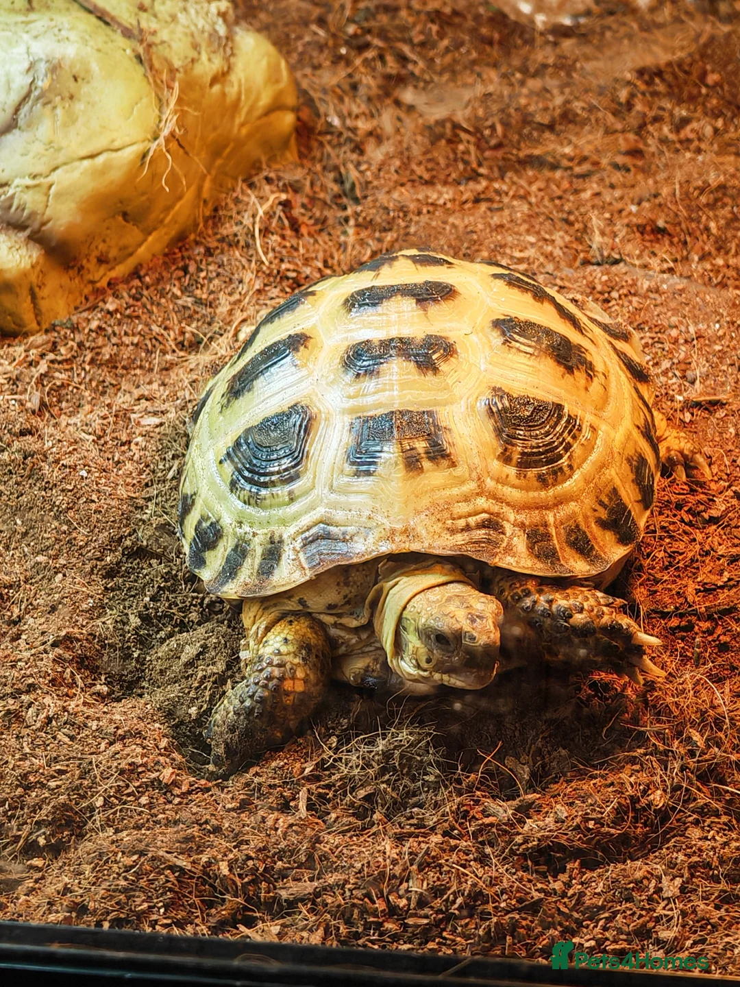 Tortoise reptiles for sale: Horsfield tortoise - Advert 2