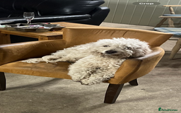 Cockapoo dogs for stud: Proven Beautiful bear up for stud  - Image 2
