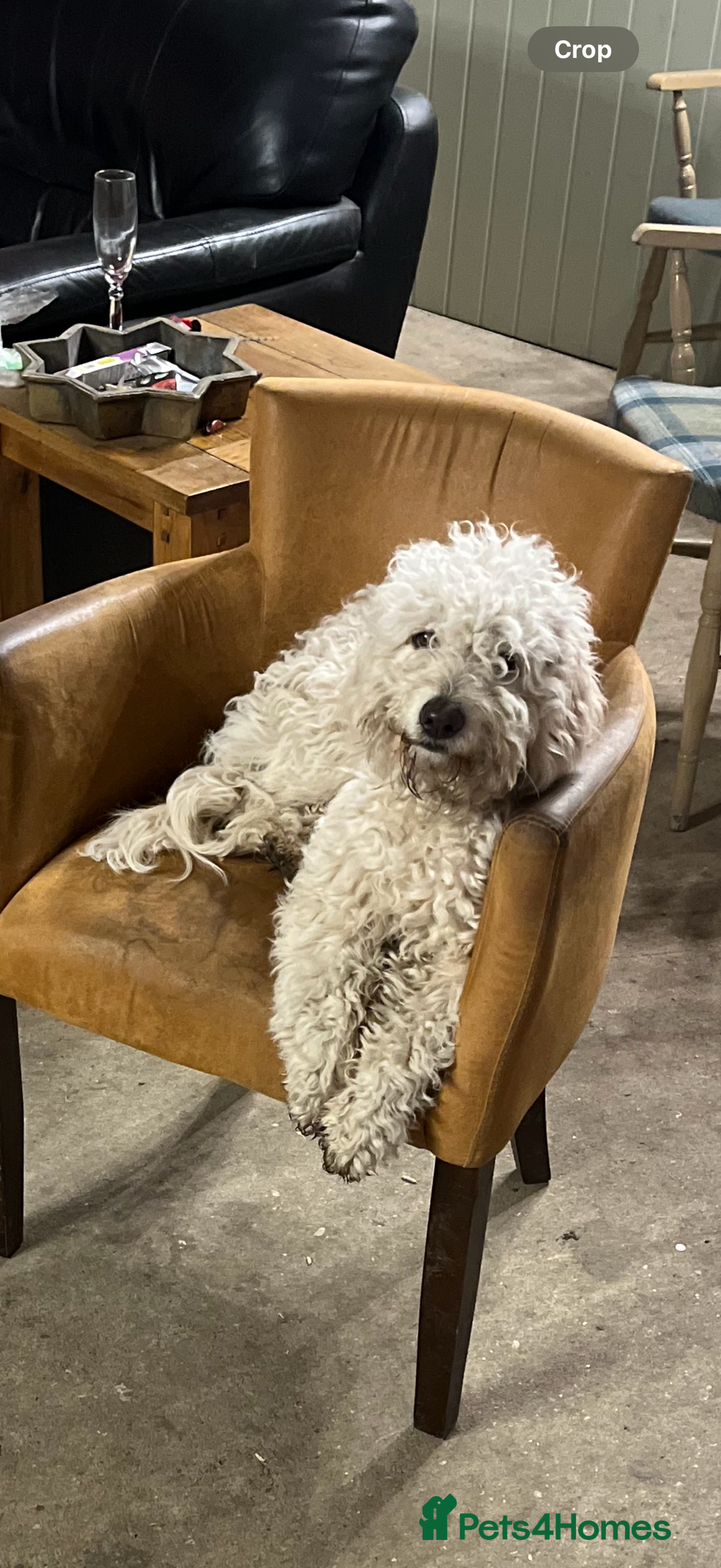 Cockapoo dogs for stud: Proven Beautiful bear up for stud  - Image 2