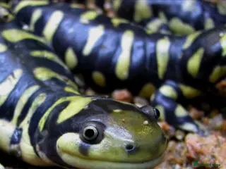 Axolotl reptiles Salamanders CB April 2025 - Advert 1