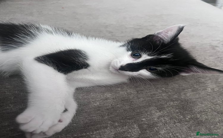 Domestic Shorthair cats - Advert 7