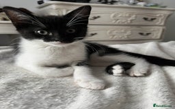 Mixed Breed cats for sale: Kittens for adoption - Image 4