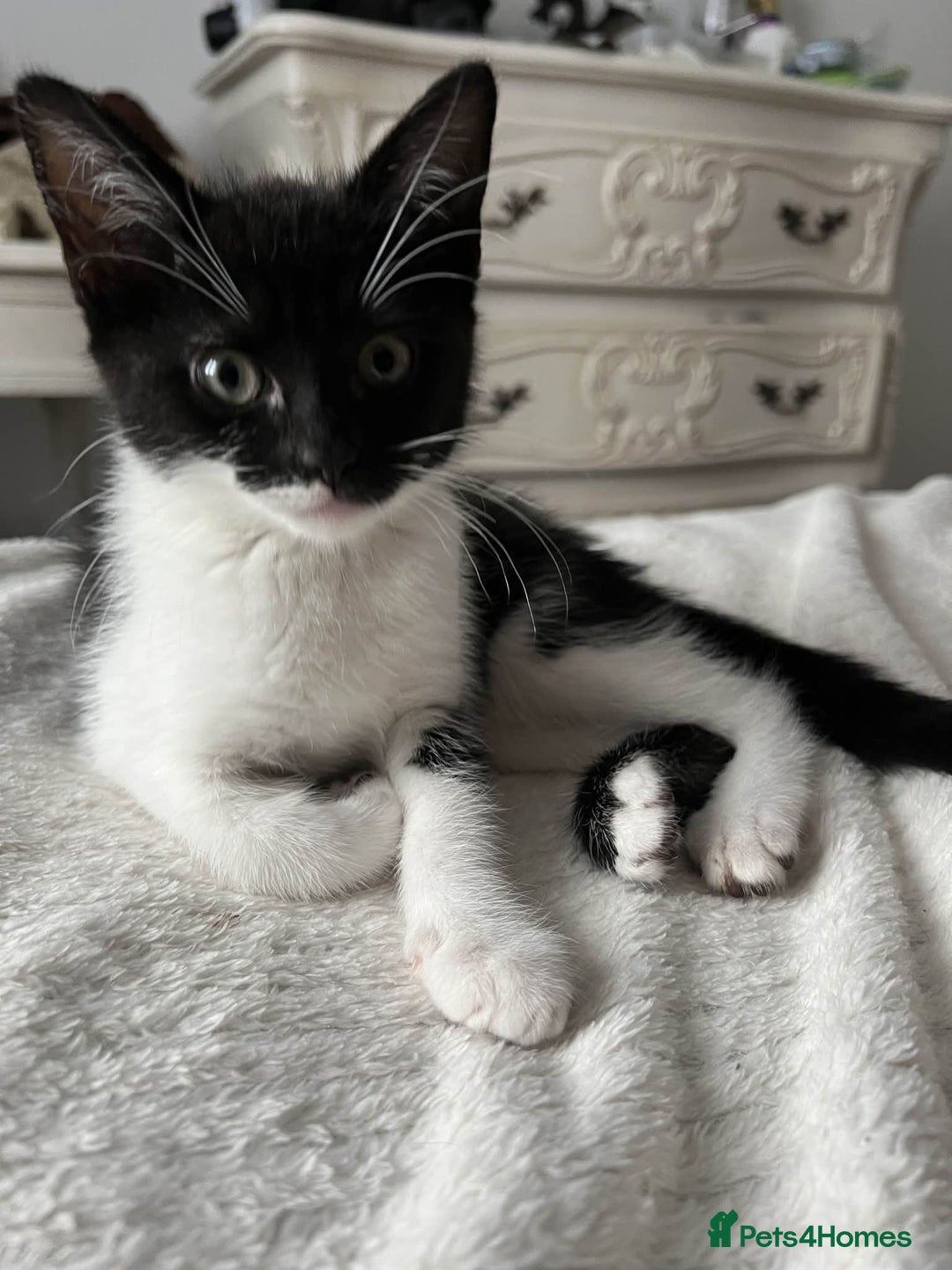 Mixed Breed cats for sale: Kittens for adoption - Image 4