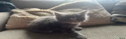 Maine Coon cats for sale: Mainecoon Kittens, ready 08/28! - Advert 24