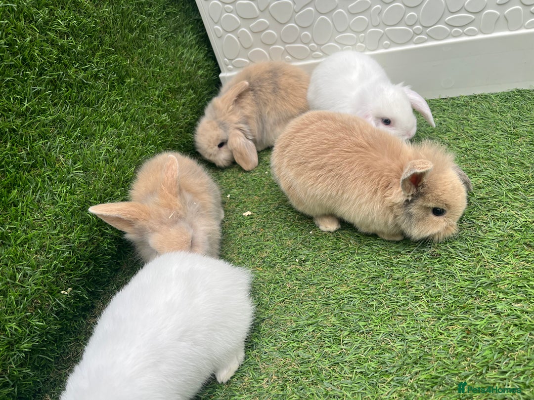 Lionhead rabbits for sale: Lionhead bunnies  - Image 3