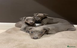 Whippet dogs for sale: 6 gorgeous blue whippet puppies  - Image 10