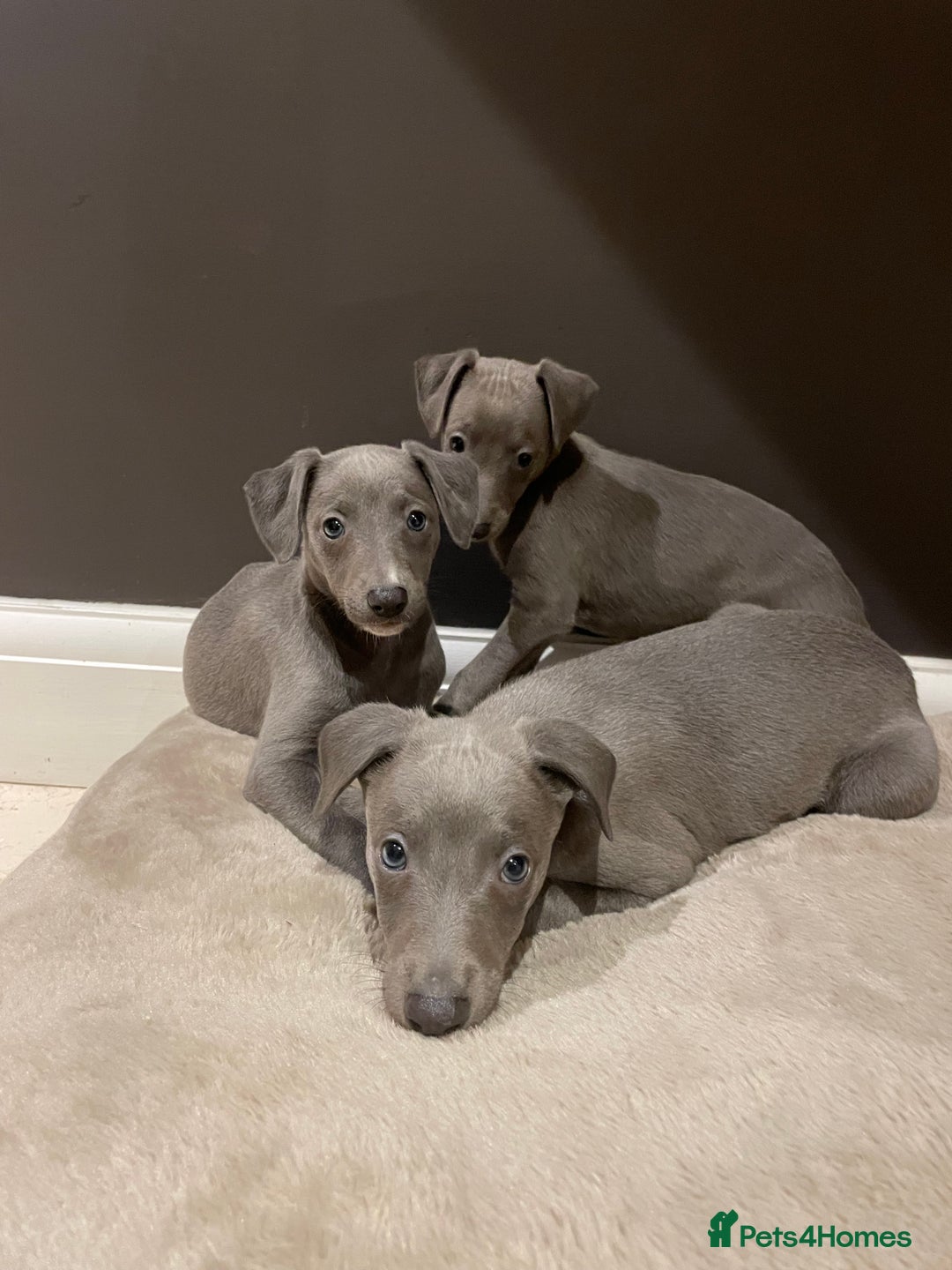 Whippet dogs for sale: 6 gorgeous blue whippet puppies  - Image 10