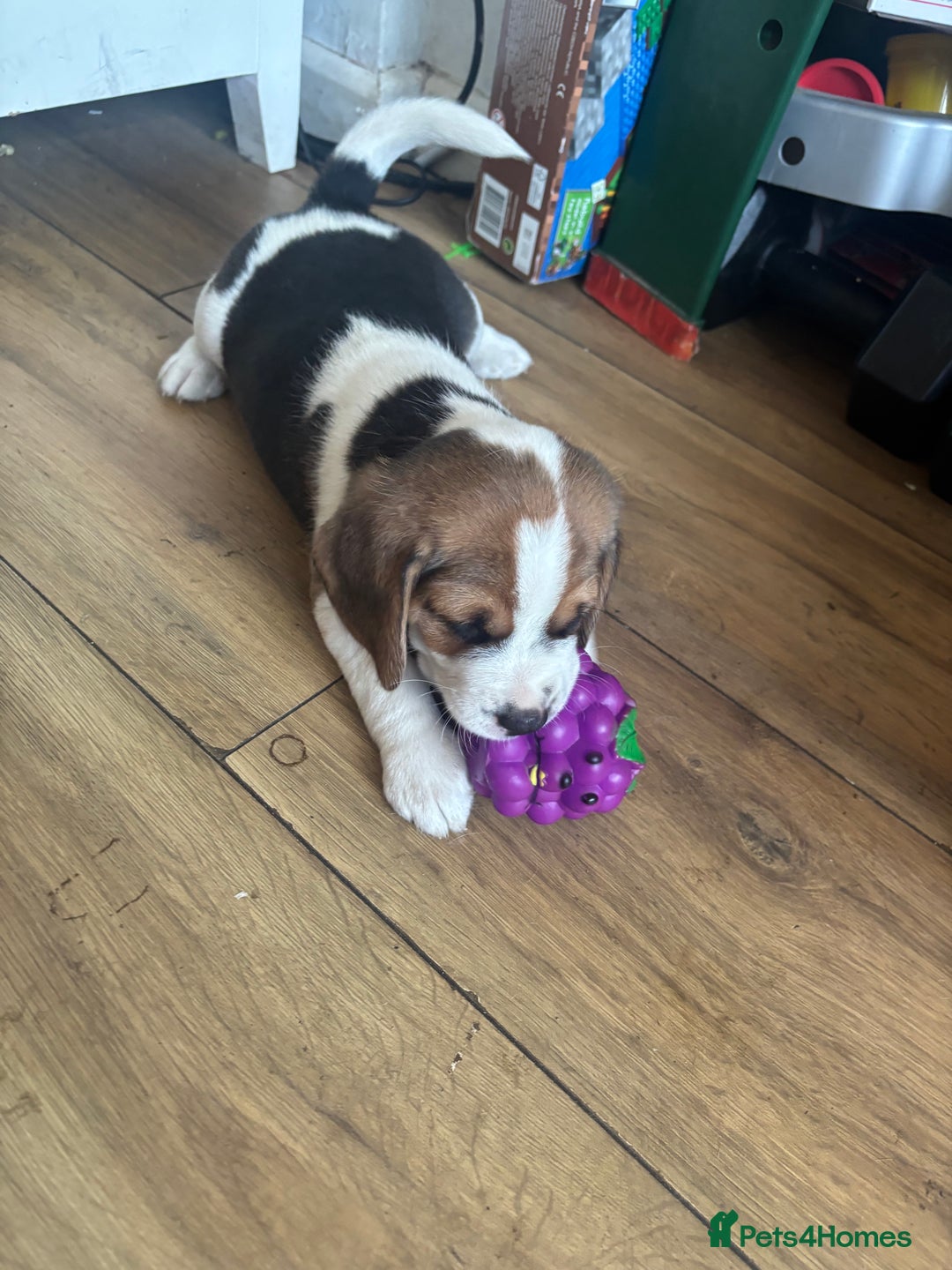 Beagle dogs for sale: 2 stunning Beagle Puppies, ready now in Sidcup - Image 29