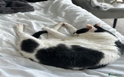 Mixed Breed cats for sale: 💔 Heartbreaking Rehoming – Manchester - Image 12