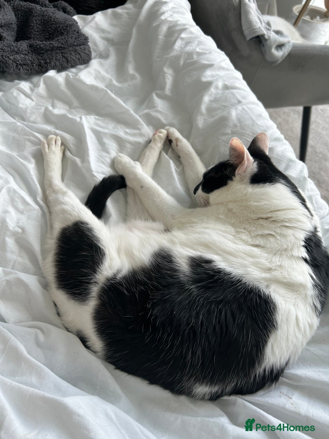 Mixed Breed cats for sale: 💔 Heartbreaking Rehoming – Manchester - Image 12