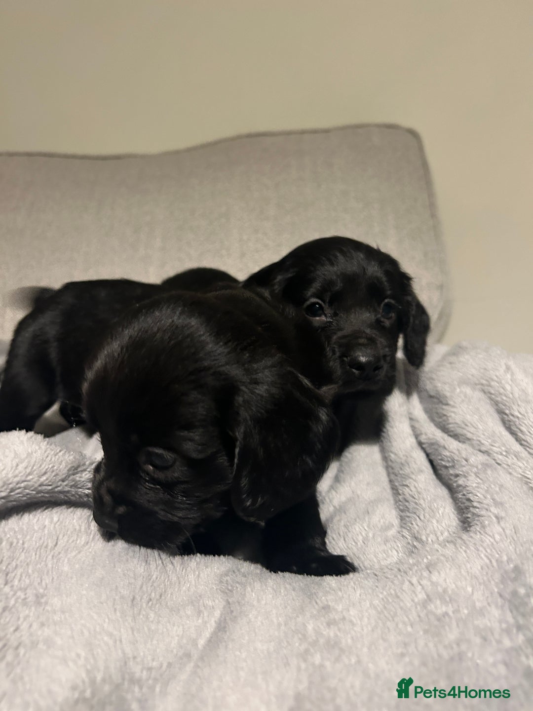 Cocker Spaniel dogs for sale: KC Registered Black Cocker Spaniels - Advert 8