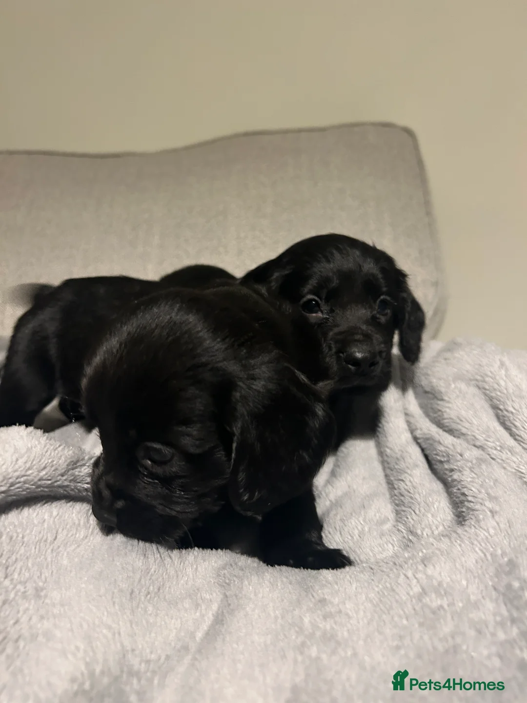 Cocker Spaniel dogs for sale: KC Registered Black Cocker Spaniels - Advert 8