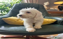 Cockapoo dogs for sale: Distinguished Cockapoo Puppies – Ready Today - Image 9