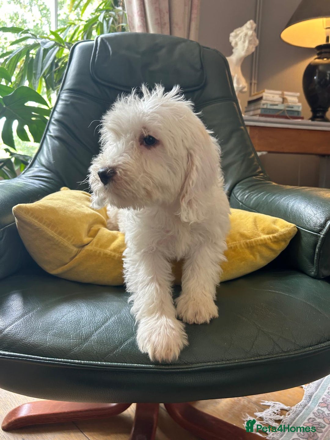 Cockapoo dogs for sale: Distinguished Cockapoo Puppies – Ready Today - Image 9
