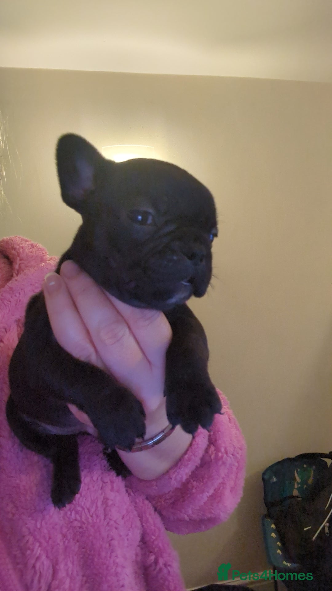 French Bulldog dogs for sale: Beautiful french bulldog puppies  - Advert 20