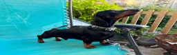Miniature Dachshund dogs for stud: *STUD* champion lines Black & Tan mini dachshund  - Advert 20