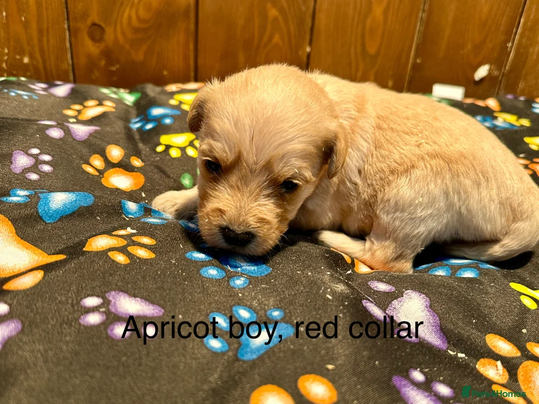 Labradoodle dogs for sale: Miniature Labradoodle from experienced breeder  - Advert 16