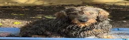 Dachshund dogs for sale: Stunning Kc standard wirehaired  - Advert 4