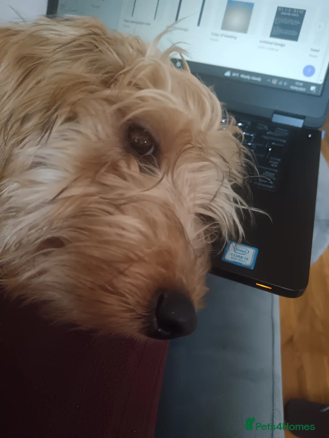 Cockapoo dogs for sale: Cockapoo  - Advert 2