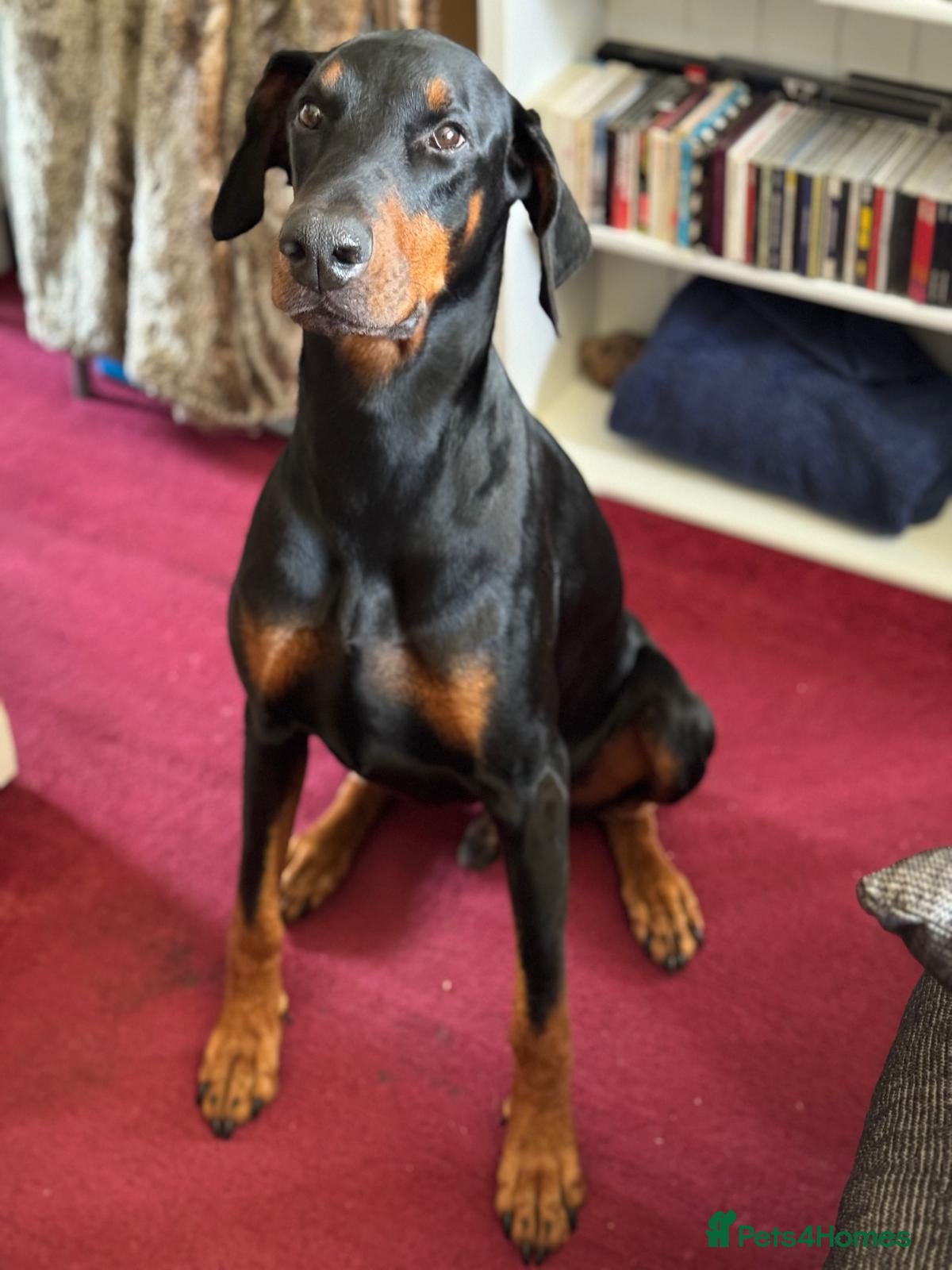 Dobermann dogs Gorgeous Doberman For Adoption  - Advert 8