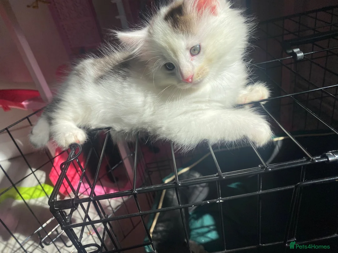 Mixed Breed cats for sale: Miss  in Yeovil - Advert 2