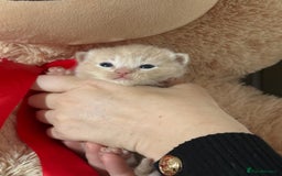 Ragdoll cats for sale: Gorgeous Ragdoll X Kittens - Solid Colours - Image 5
