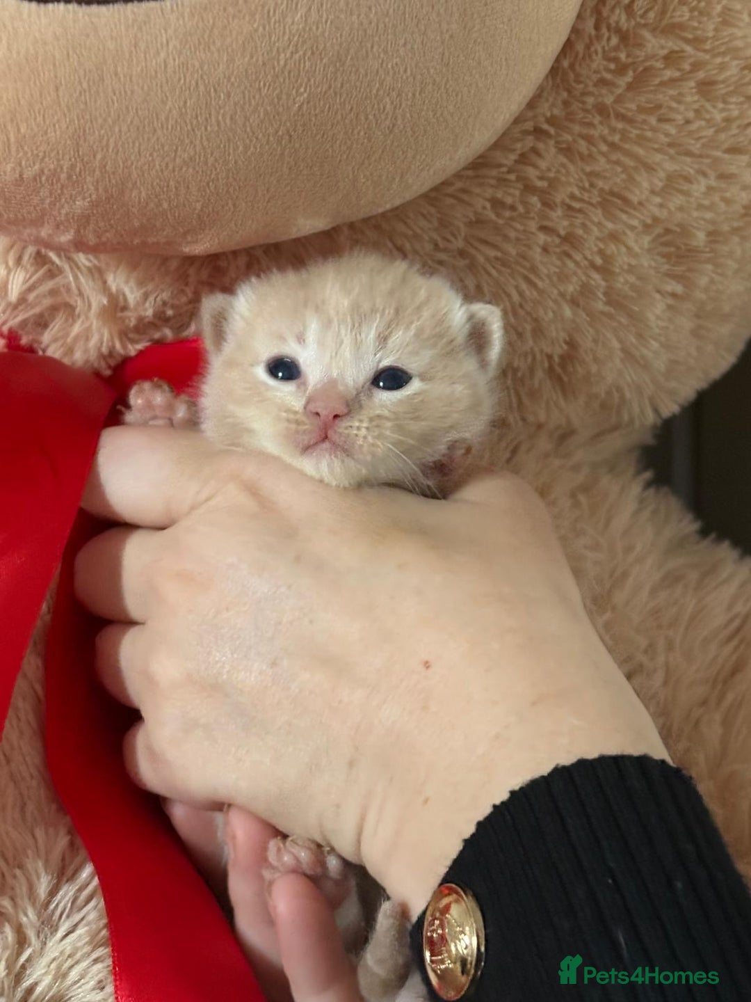 Ragdoll cats for sale: Gorgeous Ragdoll X Kittens - Solid Colours - Image 5