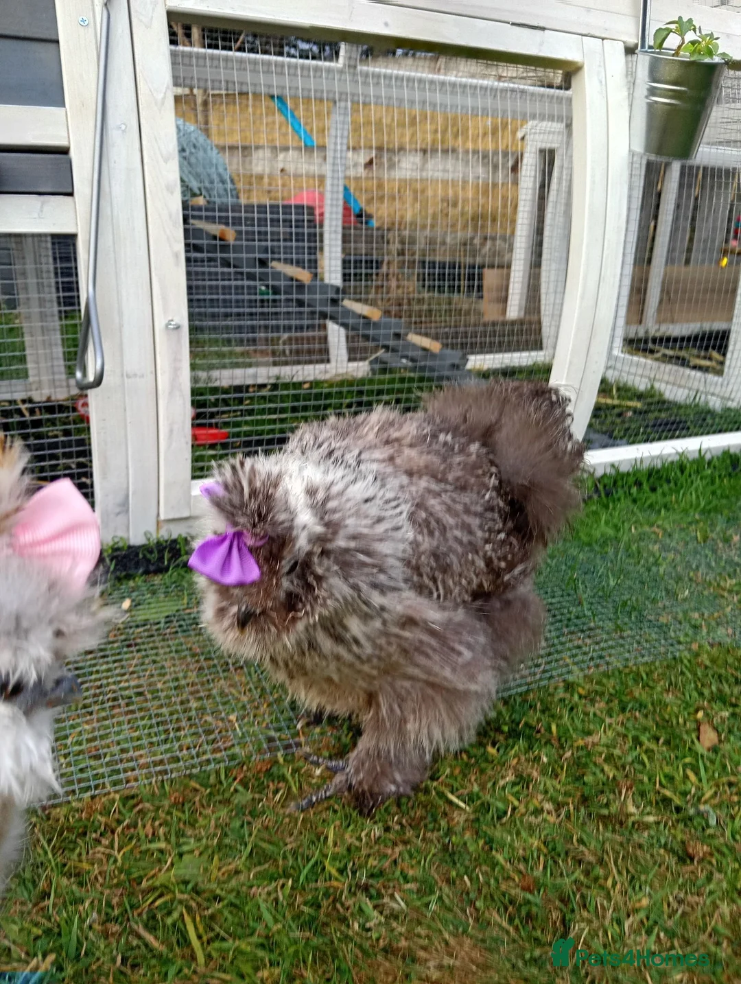 Chickens poultry for sale: 3 beautiful female silkies  - Advert 32