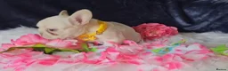 French Bulldog dogs for sale: 🐶💜 KC Registered French Bulldog Puppies - Advert 13