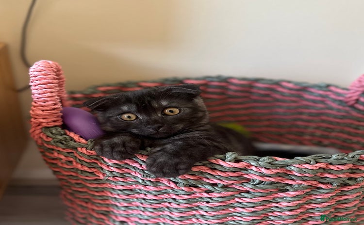 Scottish Fold cats - Advert 3