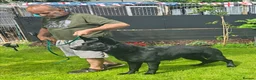 German Shepherd dogs for sale: German shepherd by Vom Geolupa Kennels  - Advert 23