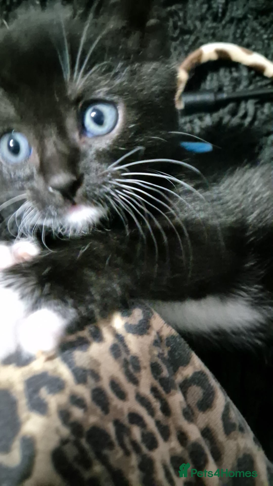 Mixed Breed cats for sale: Male kittens - Advert 8