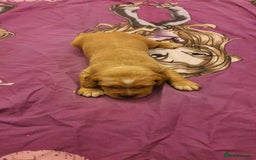 Mixed Breed dogs for sale: Cockerdor x english springer spaniel  - Image 13