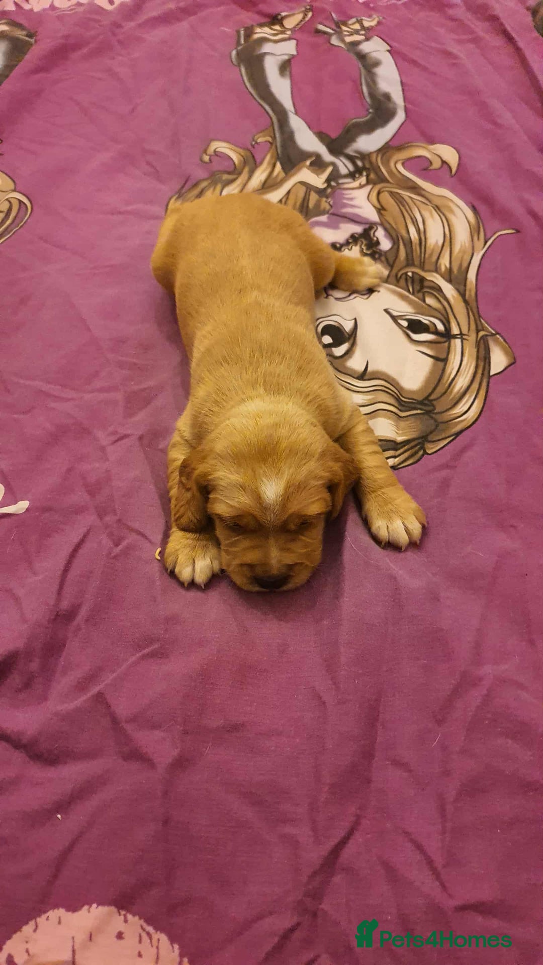 Mixed Breed dogs for sale: Cockerdor x english springer spaniel  - Image 13