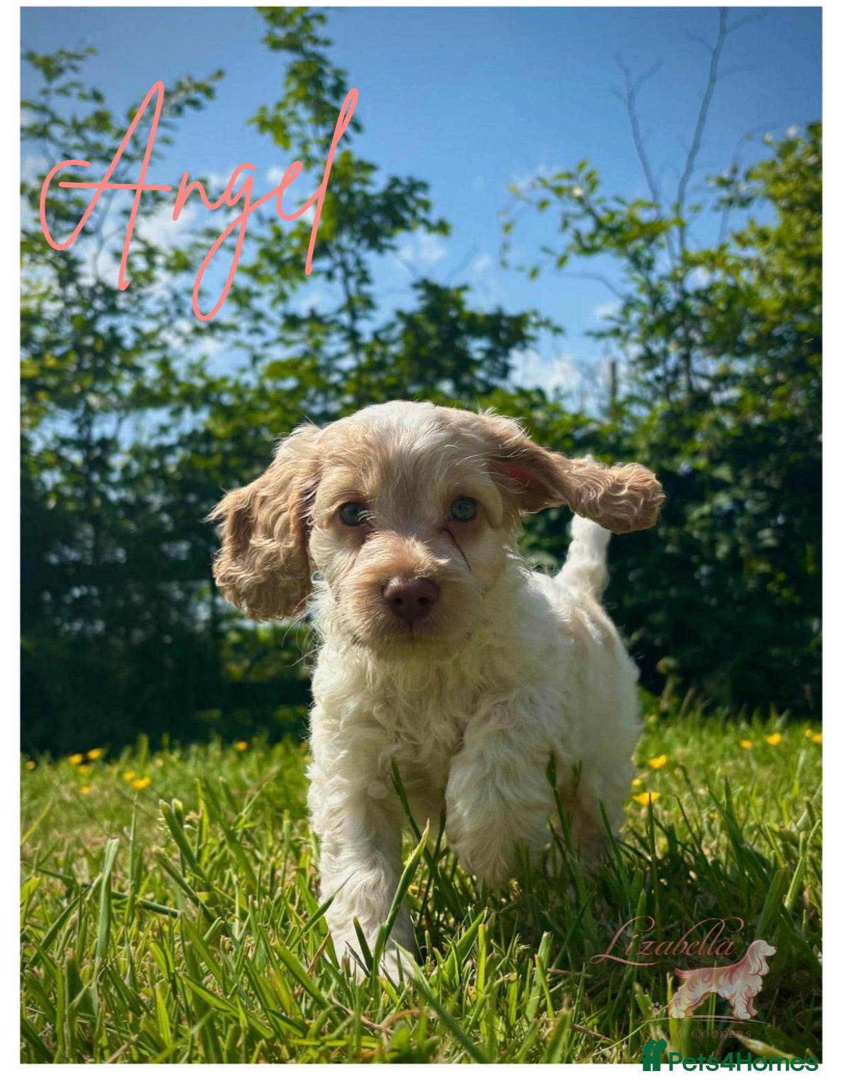 Cockapoo dogs Beautiful Health Tested F1 Cockapoo Puppies - Advert 1