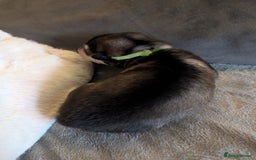 Alaskan Malamute dogs for sale: KC Alaskan malamute puppies champion lines - Image 31