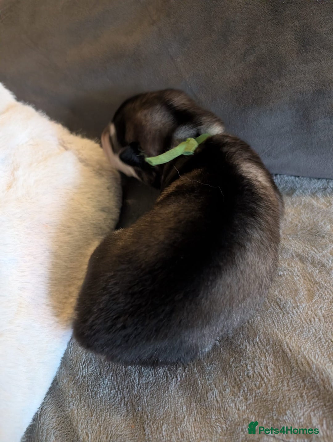 Alaskan Malamute dogs for sale: KC Alaskan malamute puppies champion lines - Image 31