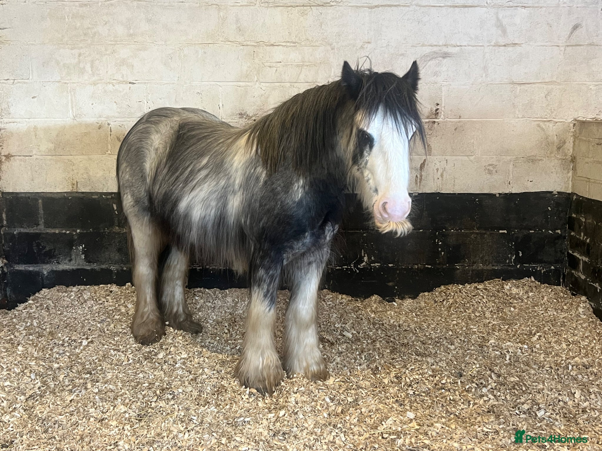 Irish Cob horses for sale: Norman  - Advert 35