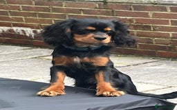 Cavalier King Charles Spaniel dogs for stud: Black & Tan cavalier King Charles spaniel stud  in Ferryhill - Image 11