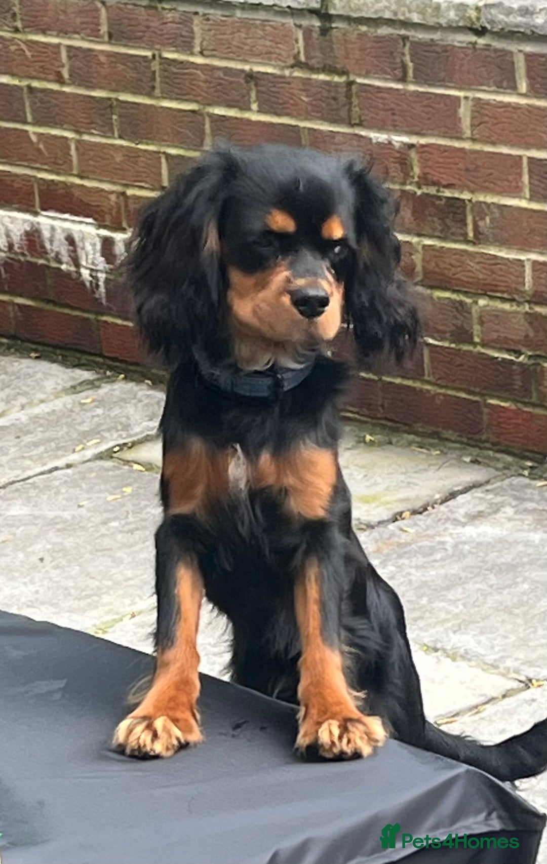 Cavalier King Charles Spaniel dogs for stud: Black & Tan cavalier King Charles spaniel stud  in Ferryhill - Image 11