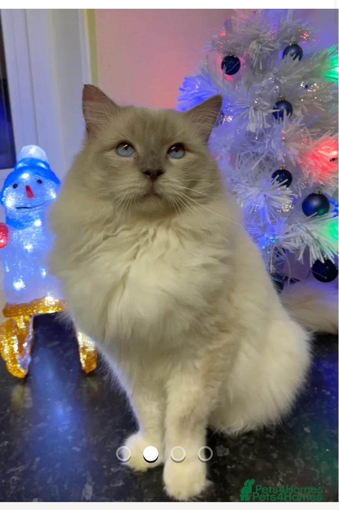 Ragdoll cats for sale: Ragdoll Kittens  in Arbroath - Advert 2