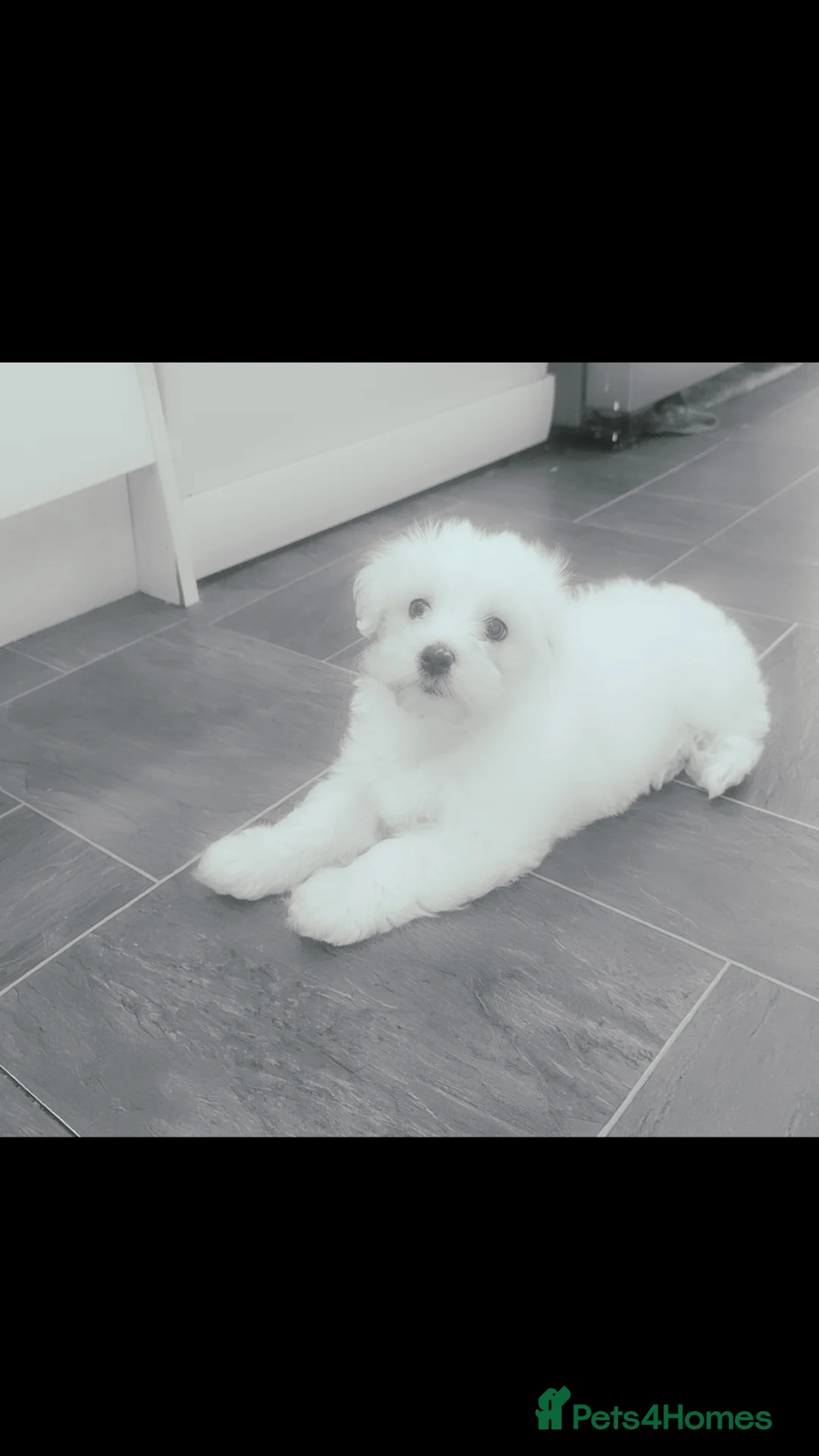 Bichon Frise dogs for sale: Mikey in Gloucester - Advert 5