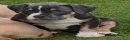 American Bully dogs for sale: American Pocket Bully - Advert 3