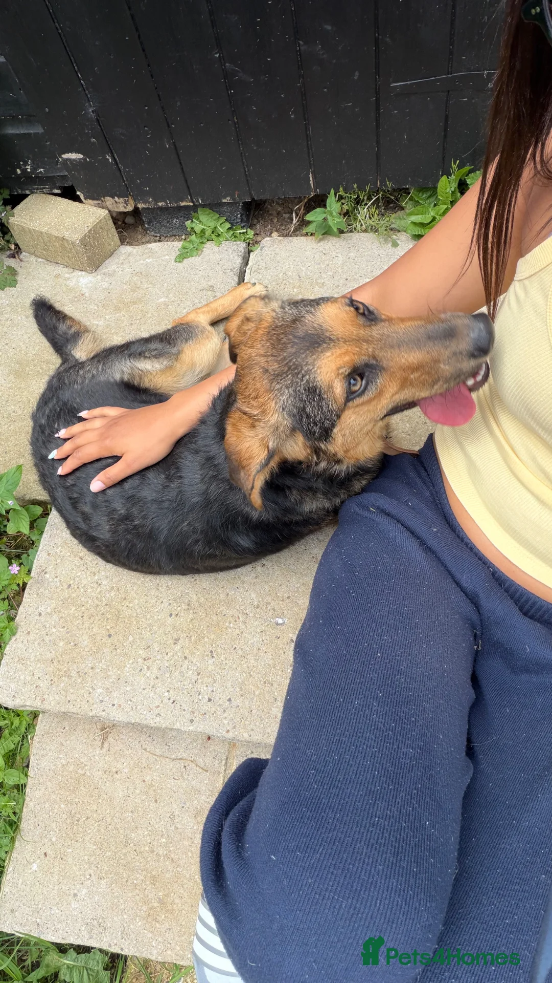 Mixed Breed dogs for adoption: Tiny Cookie is Looking for Forever Home 🐾 in St Albans - Advert 19