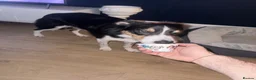Border Collie dogs for sale: Louie is looking for his forever home  - Advert 14