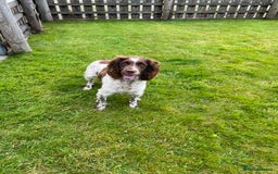 Sprocker dogs for sale: HEALTH TESTED cocker/springer spaniel puppies   - Image 21