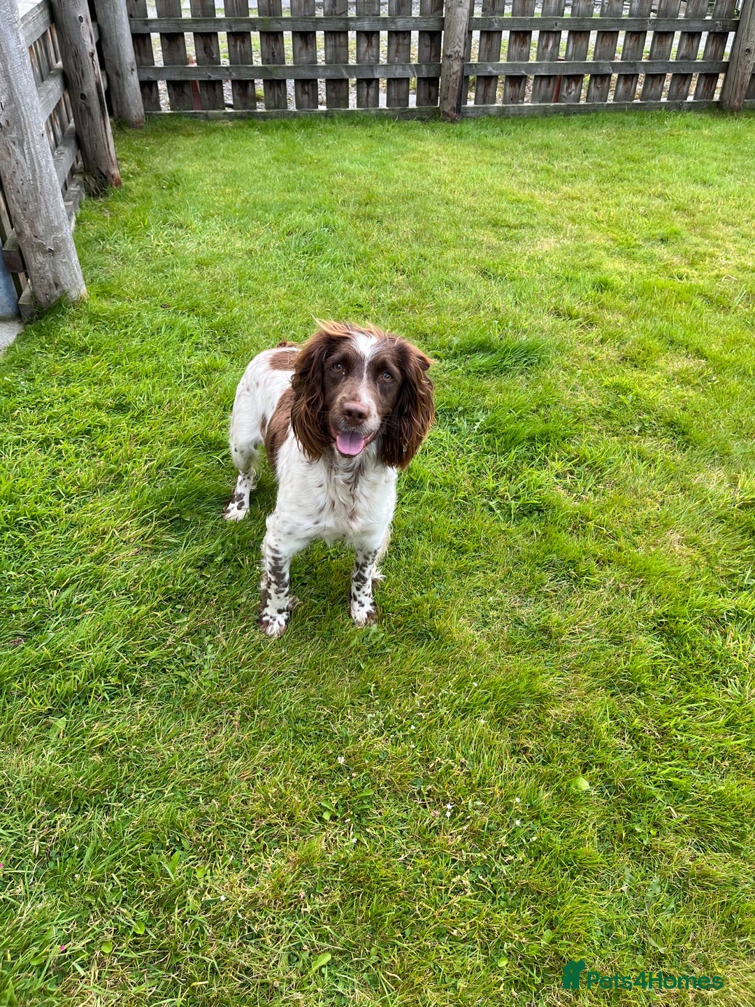 Sprocker dogs for sale: HEALTH TESTED cocker/springer spaniel puppies   - Image 21