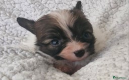 Papillon dogs for sale: KC Papillon. DNA health tested.  - Image 8
